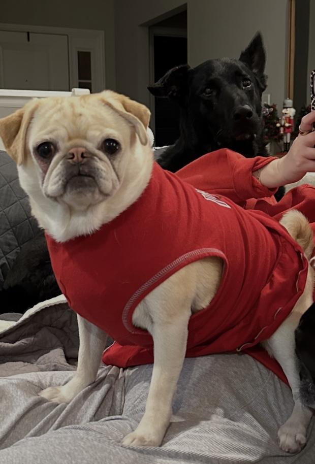 Kevin's pug dressed in Buckeyes red for game day